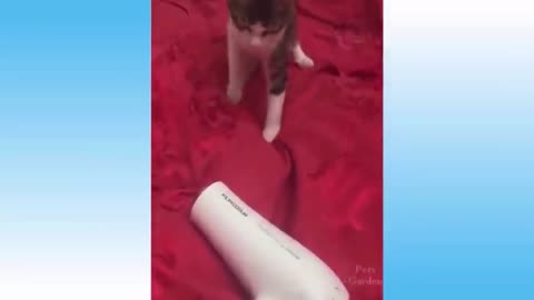 funny cats play with hair conditioner || dog affiard from cat