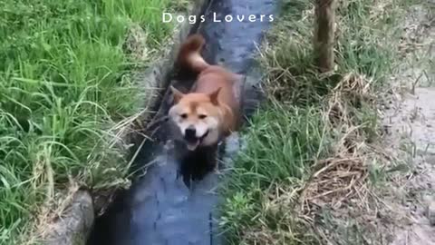 A Dog Pulls Water in A Waterway.
