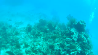 Cancun Mexico Carribean Scuba Diving Part 5