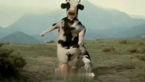 funny cow viral videos