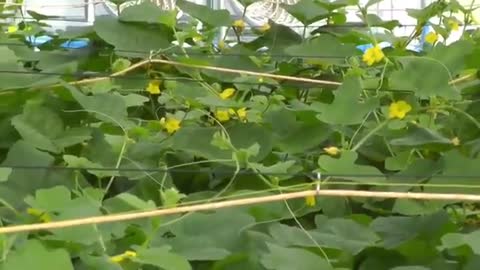 Outstanding Hanging Hydroponic Melon Greenhouse - Japan Agriculture Technology