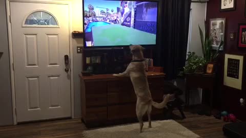 Labrador intently watches dock diving dog on TV