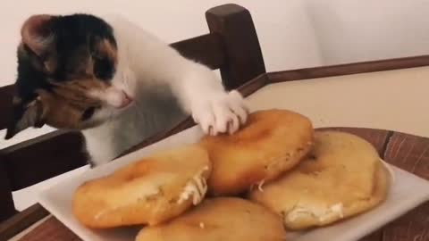 Funny video - This cat loves food and is so hungry, so cute❤