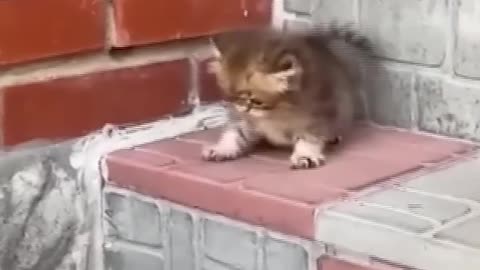 Funny Cat