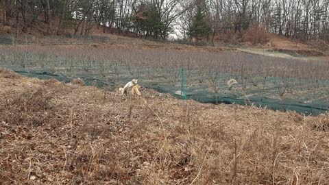 Countryside Jindo Dogs' Play