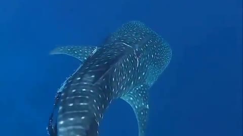 Diver helping an unknown fish.