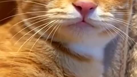 Beautiful cat 🐈 trending video