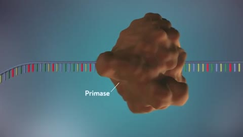 DNA replication - 3D