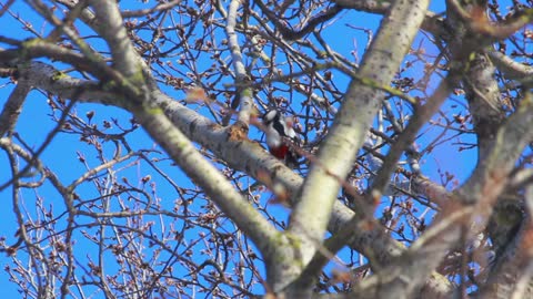 Bird in tree. Blooming willow tree in front of blue sky