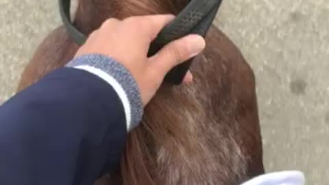 Riding my horse back home