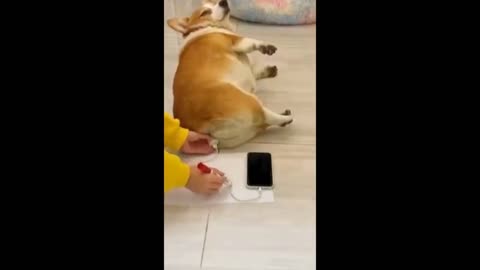 Funny animal videos-dog ass