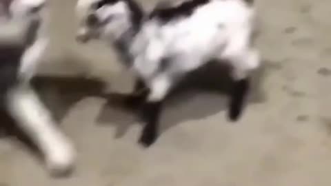 Dog Vs. Goat