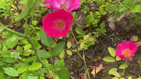 Meet the little pink flowers after the rain