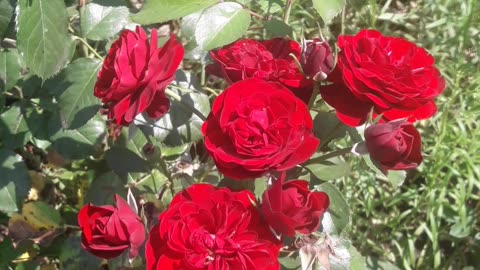 Small red roses