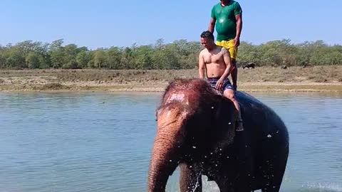 Elephant video amazing