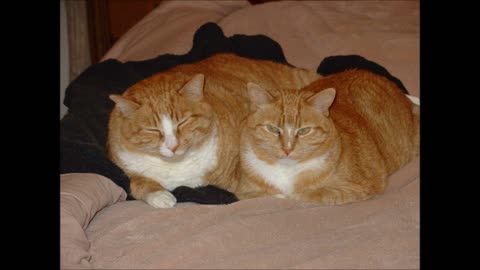 Our beloved fur babies - 1997-2021