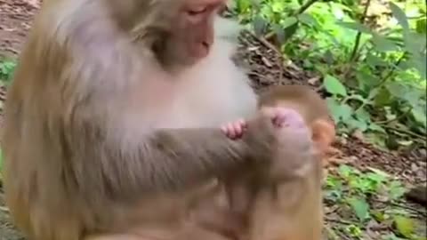 Monkey mama