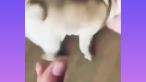 The best cute angry bull puppy