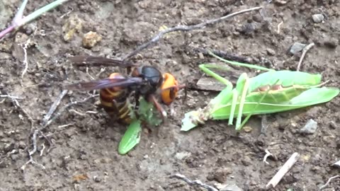 Praying Mantis Vs Wasp 😳
