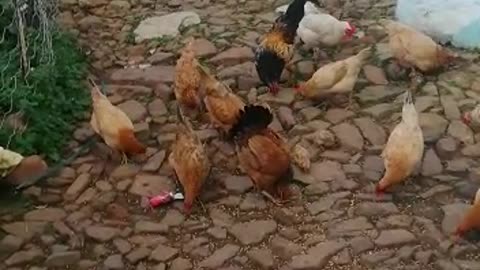 I give food to chickens