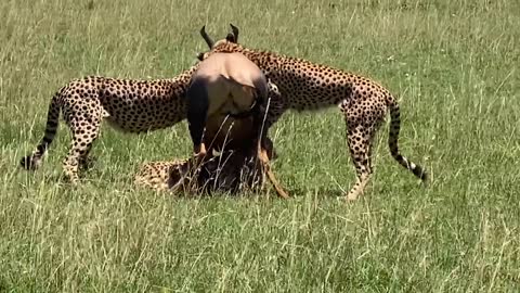 Cheetah hunting