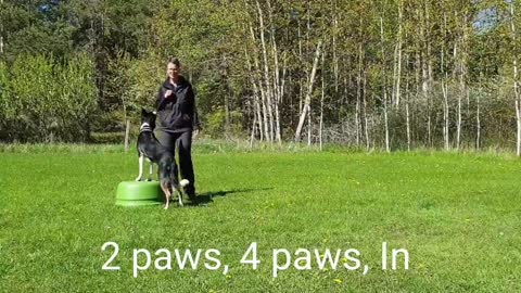 Easy Way to Potty train Your Puppy and dog