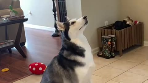 This Husky Can Do Over 18 Tricks In 60 Seconds!!! #shorts
