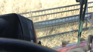 Wheat Harvest