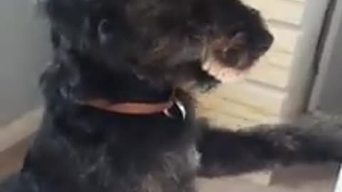 El perro que se robó la dentadura de su dueña se convierte en una celebridad en las redes