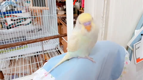 My budgie 'cheese' 02