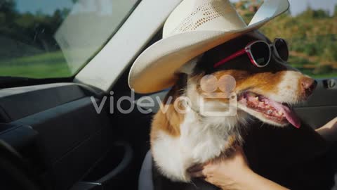 The Dog Travels With The Owner In The Car The Pet Is Wearing Sunglasses funny video