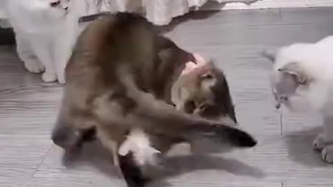 Funny video with a cat playing a bundle