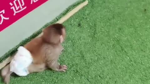 The little monkey is bullying his little friend