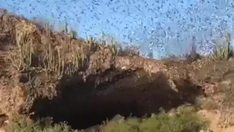 Endless river of bats emerging from a cave in Cueva de los Murciélagos in Mexico..