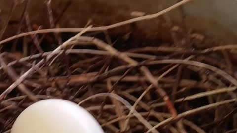TWO MOURNING DOVES -- IN EGG FORM