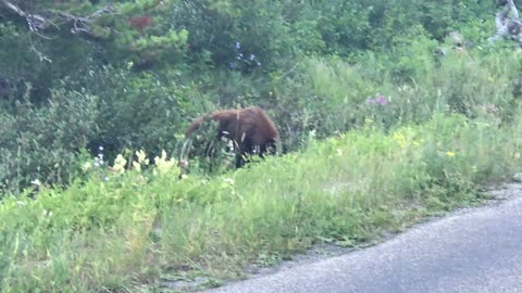 2018.07.15 Black Bear Glacier National Park