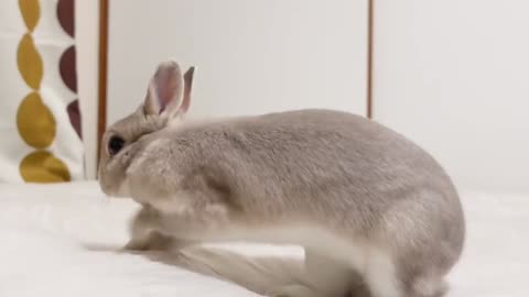Bunny wants to make a hole in the bed