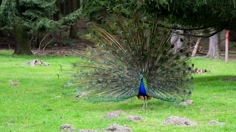 Peacock. Beautiful bird in nature