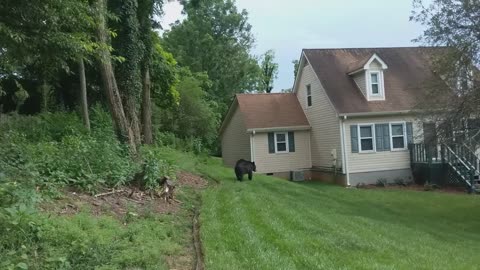 Bear Alert in a total residential neighborhood in Asheville