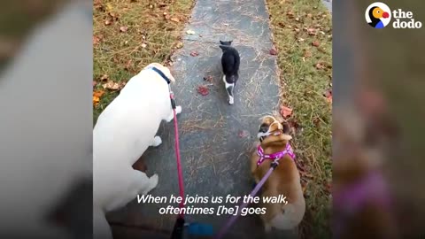 Family Installs Cat Door To Accommodate Their Dog's Stalker | The Dodo