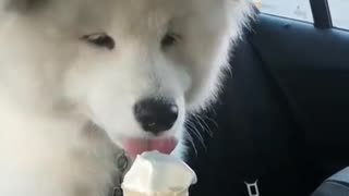 Samoyed gets ice cream reward after trip to vet