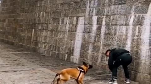 Dog Training In Funny way||Buy Now—https://bit.ly/3JknCuj