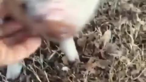 Cute pet pig