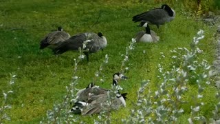 Female Ducks Take Morning Resting On Beautiful Grass