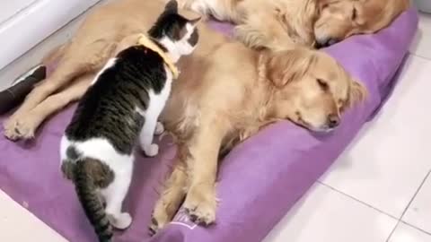 Cute Cat Sleeping with two cute puppies