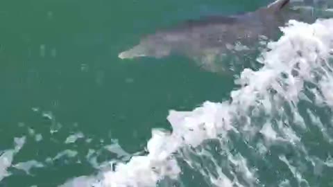 Dolphins swim with us!