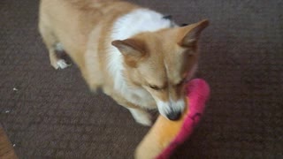 Corgi gets another new toy