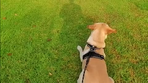 Labrador Dog Runs After Birds as Soon as Leash is Removed #Shorts