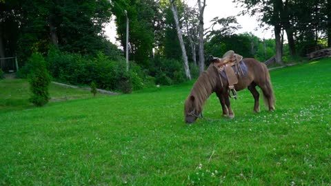 lindo Poney