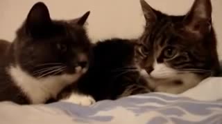 Conversation of two cats